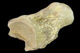 Fossil Mosasaur (Platecarpus) Vertebra - Kansas #136666-2